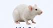 Albino rat laboratory animal